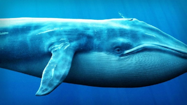 Analyst: &ldquo;Whales Are Behind This Altcoin&rsquo;s Rally&rdquo;